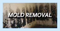 mold-remediation-new-jersey mold removal-nj