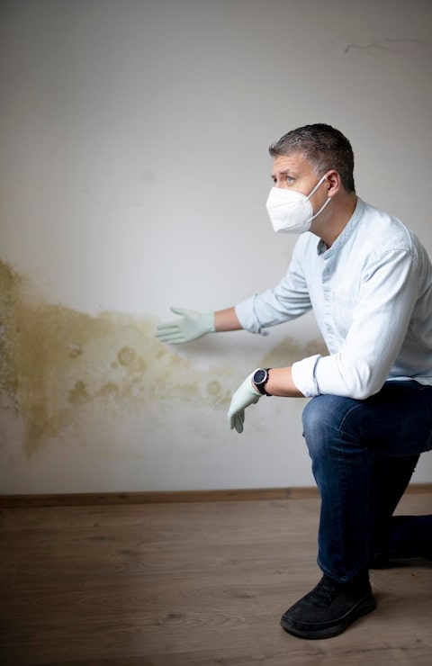 Drywall Mold Removal