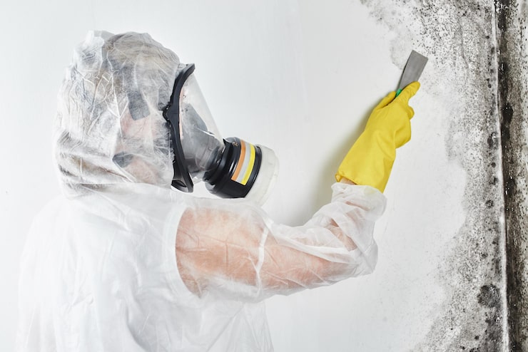 Basement Wall & Drywall Mold Removal